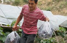 返乡农民工覃波种植葡萄致富