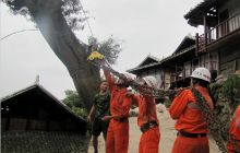 百年老树危及30余户民房400余人 石阡消防紧急排险