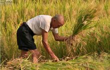 印江新寨乡: 抢收稻菽 颗粒归仓