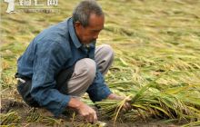 梵净山洪灾区农民“沙里淘金”抢收忙