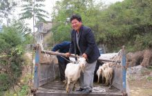 松桃纪委送羊入户助农增收