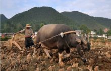 印江新寨乡干部国庆长假帮助群众忙秋种