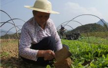 钱家乡集中连片发展冬季蔬菜3000亩