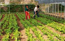 松桃反季节蔬菜有“钱图”