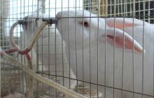 “黔东草海”规模养兔有赚头