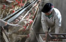 松桃“红壳蛋”受青睐