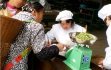 松桃道塘村发展茶产业 走上致富路