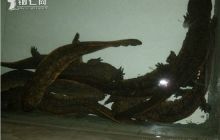 养一条娃娃鱼收入 比养一头牛还强