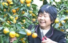 喜看枝头果满枝