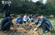 玉屏中药材测产 玄参亩产7300公斤