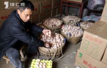 印江峨岭镇农民发展蛋鸡养殖增收