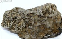 石阡县白沙镇发现大量古生物化石