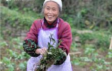 印江杉树乡：新植补造茶苗打造万亩茶乡