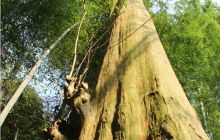 松桃发现千年紫薇树群