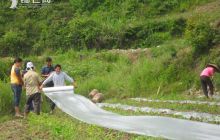 印江缠溪镇再掀茶椒间作热潮