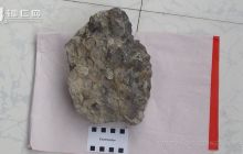 距今25亿年的叠层石化石现身松桃