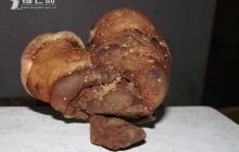 松桃惊现20多年菌龄“血灵芝”